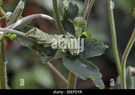 Attēlu rezultāti vaicājumam “Melanchra persicariae larva”