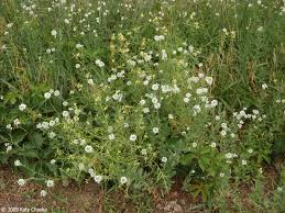 Attēlu rezultāti vaicājumam “Sisymbrium altissimum leaf”