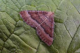 Attēlu rezultāti vaicājumam “Larentia clavaria”