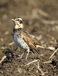 Image result for Turdus naumanni