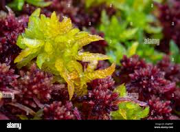 Attēlu rezultāti vaicājumam “Sphagnum angustifolium sporophyte”