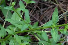 Attēlu rezultāti vaicājumam “Scrophularia umbrosa”