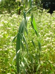 Attēlu rezultāti vaicājumam “Avena sativa fruit”