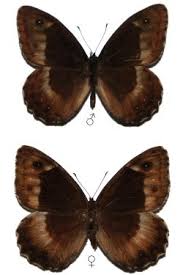 Attēlu rezultāti vaicājumam “Hipparchia alcyone”