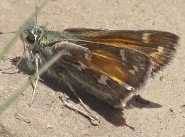 Attēlu rezultāti vaicājumam “Hesperia comma male”