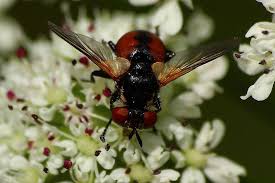 Attēlu rezultāti vaicājumam “Gymnosoma sp.”