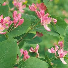 Attēlu rezultāti vaicājumam “Lonicera tatarica flower”