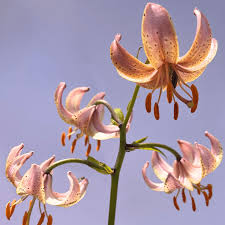 Attēlu rezultāti vaicājumam “Lilium martagon bud”