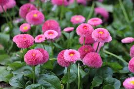 Image result for Bellis perennis