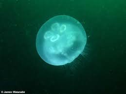 Attēlu rezultāti vaicājumam “Scyphozoa”