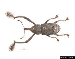 Attēlu rezultāti vaicājumam “Pissodes piniphilus”