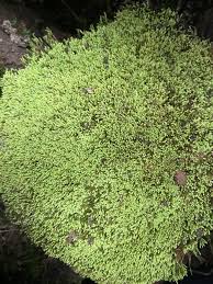 Attēlu rezultāti vaicājumam “Campylium chrysophyllum”