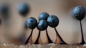 Attēlu rezultāti vaicājumam “Lamproderma gulielmae macro”