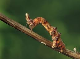 Attēlu rezultāti vaicājumam “Selenia dentaria imago”