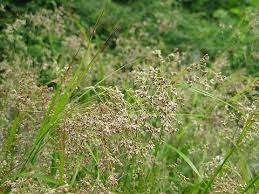 Attēlu rezultāti vaicājumam “Luzula luzuloides leaf”