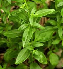 Attēlu rezultāti vaicājumam “Antirrhinum majus leaf”