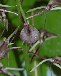 Attēlu rezultāti vaicājumam “Liparis loeselii bud”
