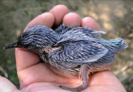 Attēlu rezultāti vaicājumam “Alcedo atthis adult”