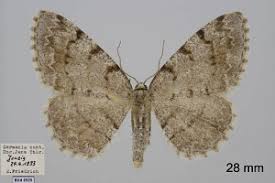 Attēlu rezultāti vaicājumam “Aethalura punctulata”