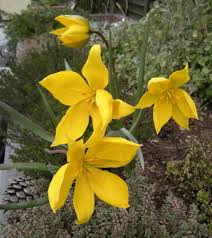 Attēlu rezultāti vaicājumam “Tulipa sylvestris”