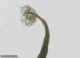 Attēlu rezultāti vaicājumam “Clastoderma debaryanum spores”