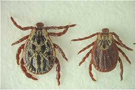 Attēlu rezultāti vaicājumam “Dermacentor reticulatus”