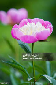 Image result for Pfingstrose