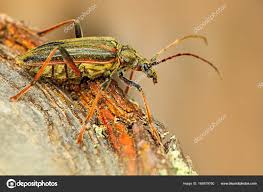 Attēlu rezultāti vaicājumam “Oxymirus cursor female”