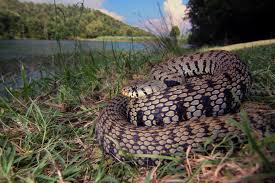 Attēlu rezultāti vaicājumam “Natrix natrix adult”