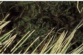 Attēlu rezultāti vaicājumam “Callitriche hermaphroditica leaf”