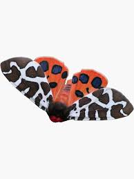 Attēlu rezultāti vaicājumam “Arctia caja”