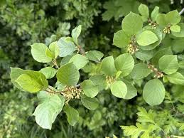 Attēlu rezultāti vaicājumam “Frangula alnus leaf”