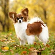 Image result for papillon
