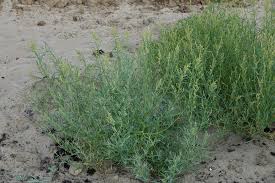 Attēlu rezultāti vaicājumam “Atriplex littoralis leaf”