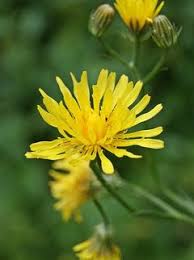 Attēlu rezultāti vaicājumam “Crepis biennis”