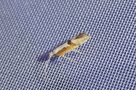 Attēlu rezultāti vaicājumam “Argyresthia pruniella”