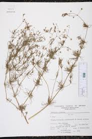 Attēlu rezultāti vaicājumam “Spergula arvensis”