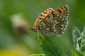 Attēlu rezultāti vaicājumam “Melitaea phoebe underside”