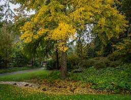 Attēlu rezultāti vaicājumam “Ginkgo biloba leaf”