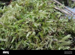 Attēlu rezultāti vaicājumam “Brachythecium salebrosum sporophyte”