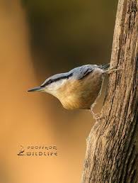 Attēlu rezultāti vaicājumam “Sitta europaea”