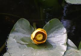 Attēlu rezultāti vaicājumam “Nuphar lutea”