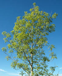Attēlu rezultāti vaicājumam “Hymenoscyphus fraxineus”