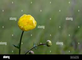 Attēlu rezultāti vaicājumam “Trollius europaeus bud”