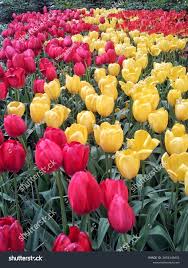 Attēlu rezultāti vaicājumam “Tulipa gesneriana”