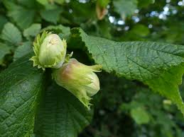 Attēlu rezultāti vaicājumam “Corylus avellana fruit”