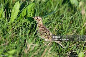 Attēlu rezultāti vaicājumam “Alauda arvensis”