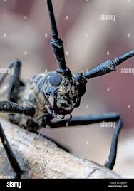 Attēlu rezultāti vaicājumam “Monochamus urussovi”