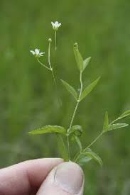 Attēlu rezultāti vaicājumam “Moehringia lateriflora flower”