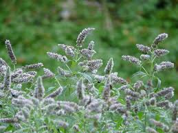 Attēlu rezultāti vaicājumam “Mentha longifolia”